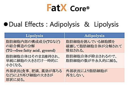 Dual Effects:Adipolysis & Lipolysis