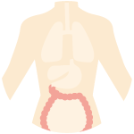 大腸のイメージ