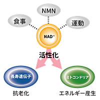 NAD⁺の活性化・長寿遺伝子・ミトコンドリア