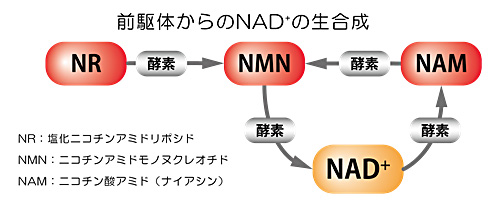 前駆体からのNAD⁺の生合成 