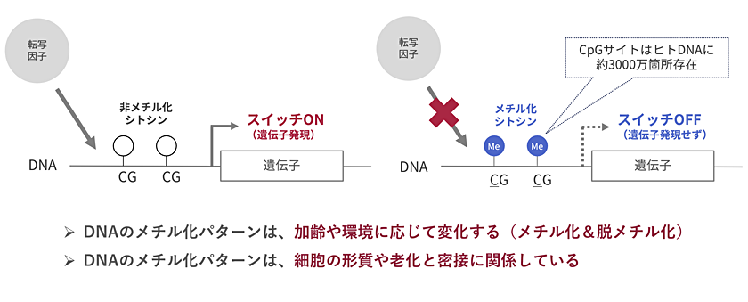 CpGサイトはヒトDNAに約3000万箇所存在