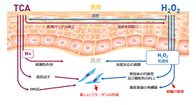 ケミカルピーリング治療│マッサージピール（PRX-T33®）とは